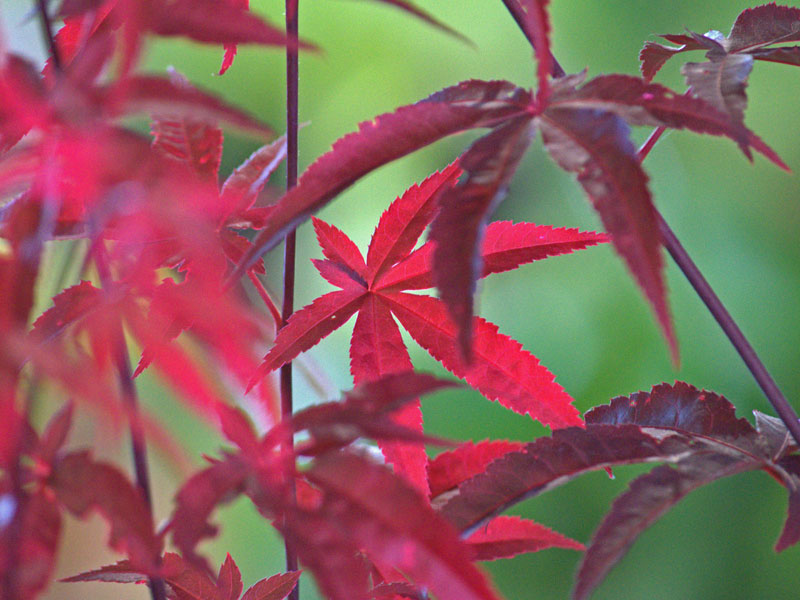 Purpurroter Blattaustrieb des Acer Bloodgood