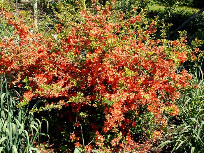 chaenomeles-cido