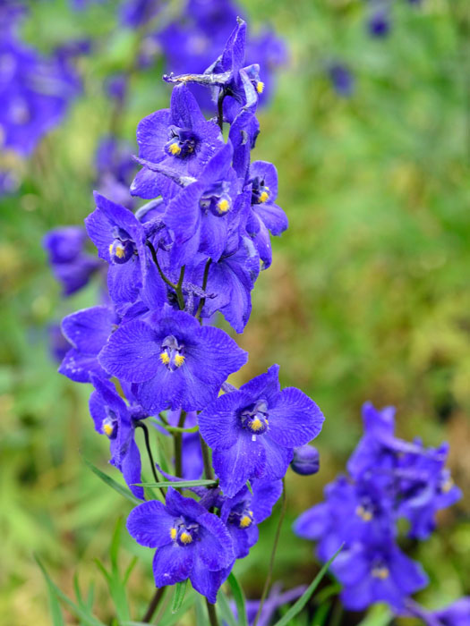 delphinium-atlantis Delphinium belladonna 'Atlantis', Rittersporn, verzweigter Gartenrittersporn