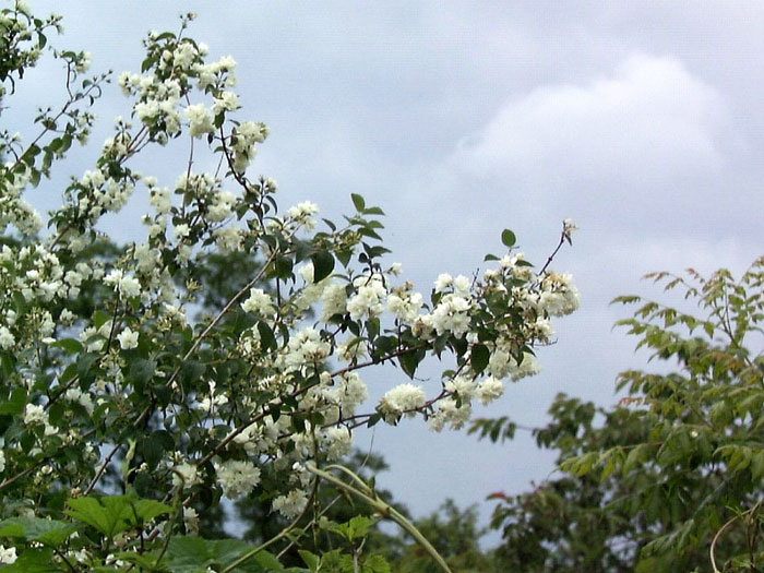 gartenjasmin-schneesturm-pf Pfeifenstrauch Schneesturm