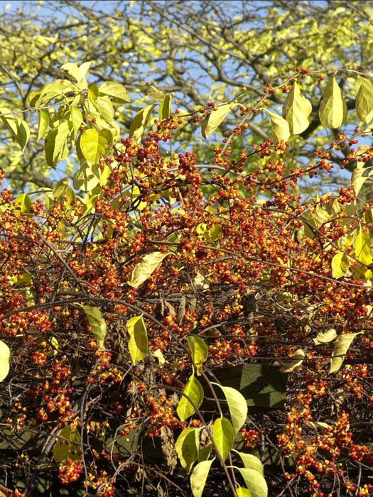 baumwuerger-frucht Die Früchte des Baumwürgers