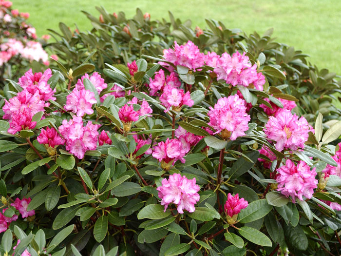 rhododendron-blurettia