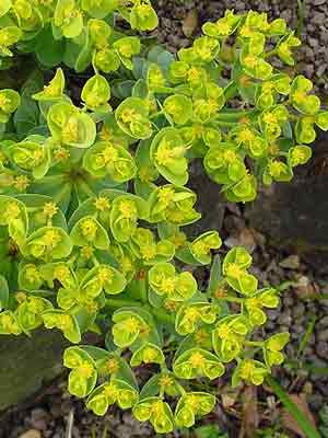 euphorbia-myrsinites-1 Euphorbia myrsinites, Walzenwolfsmilch