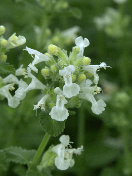 nepeta-snowflake Katzenminze Snowflake