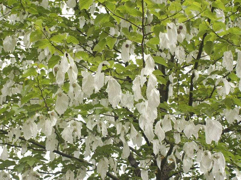 davidia-involucrata-bluete