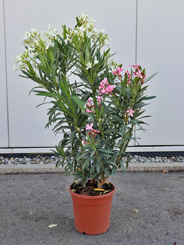 Oleander Bicolor Weiss Rosa im Topf