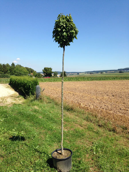carpinus-betulus-monumental Carpinus betulus 'Monumentalis', kleine Säulen-Hainbuche - Hochstamm  - XXL-Produkt