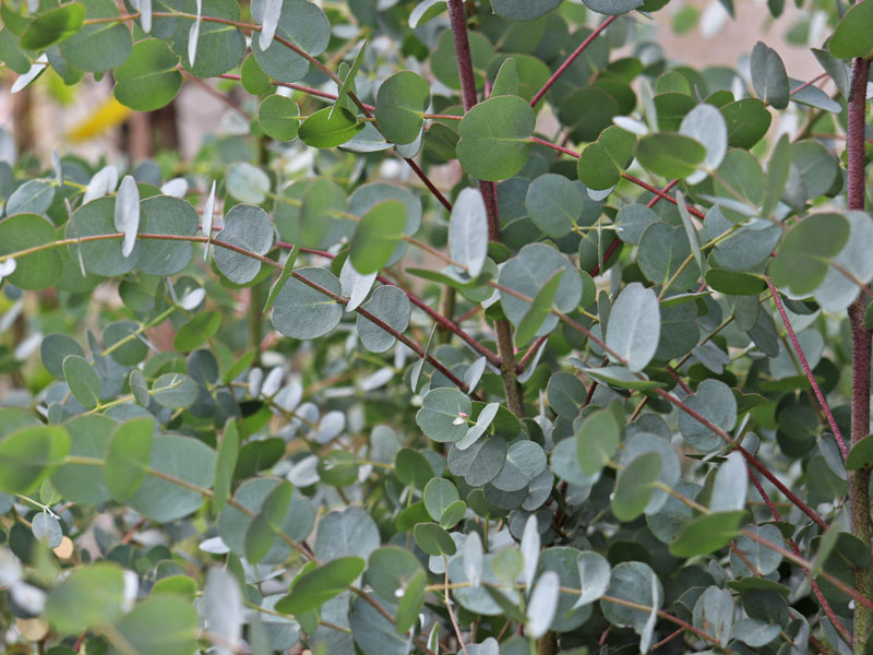 Blaetter des Eucalyptus gunnii