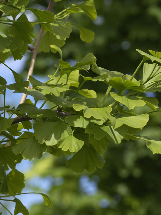 ginkgo-biloba-blatt Das Blatt des Ginkgobaums