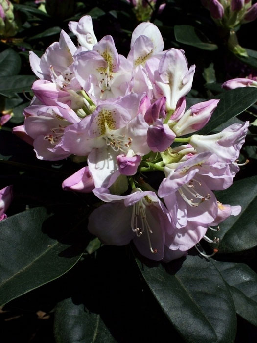 rhododendron-gomer-waterer Rhododendron 'Gomer Waterer'