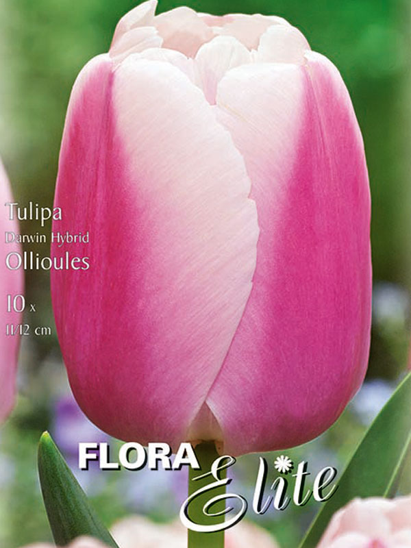 Darwin Tulpe Ollioules rosa mit weißem  Rand