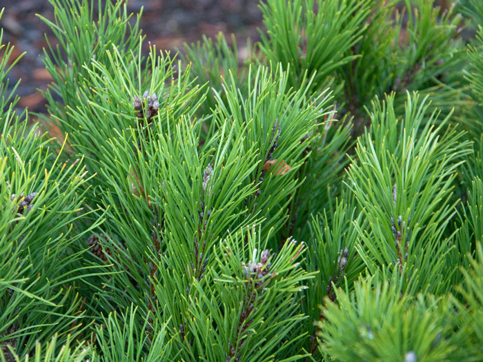 pinus-mugo-pumilio-nadeln Nadeln der Zwerg-Latsche