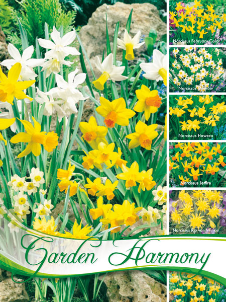 kollektion_narzissen_verwil_82273_0 Kollektion Botanische Narzissen zum Verwildern (Art.Nr. 598216)