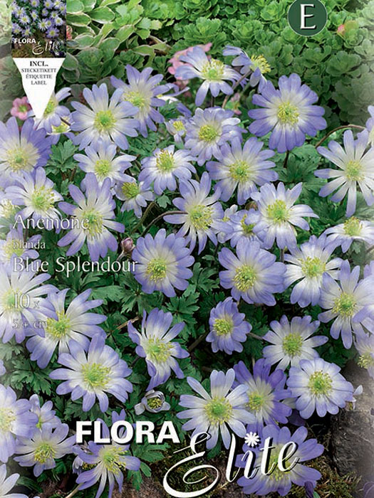 Anemonen-blanda-Blue-Splend Anemone Blanda Blue Splendour