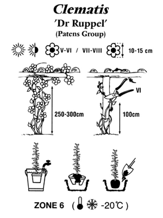 clematis-dr-ruppel Pflanz- und Pflegeanleitung für die Clematis 'Dr. Ruppel'