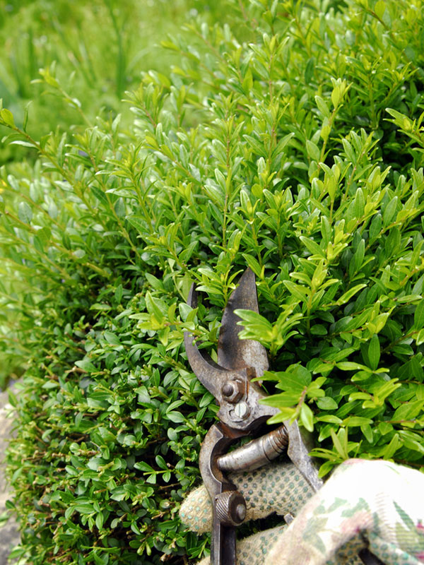 Nitida-elegant-blatt Nitida Elegant Blatt