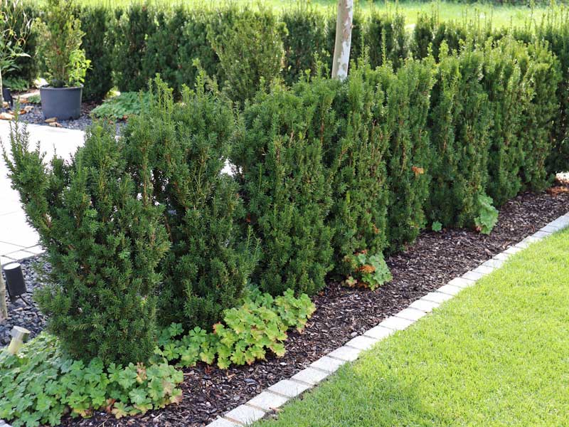 Taxus media Hillii Kleinhecke an der Terrasse