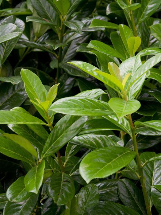 Blatt des Kirschlorbeer 'Novita' Blatt des Prunus laurocerasus Novita