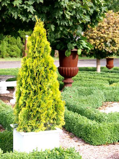 Thuja Golden Smaragd in einen Kuebel gepflanzt