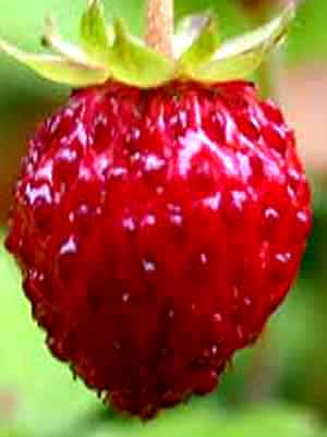 fragaria-vesca-ho12 Walderdbeere, Fragaria vesca