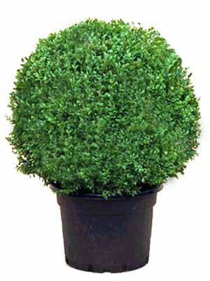 buxus_kugel_ra12