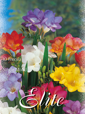 freeesien_einfachbluehende_mischung_76903_0