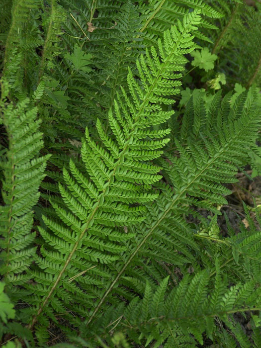 polystichum-aculeatum Polystichum aculeatum, Glanzschildfarn, dorniger Schildfarn, gelappter Schildfarn