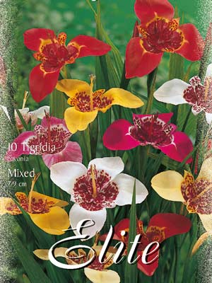 tigridia_pavonia_mix Tigerblume, Mischung, Tigrida pavonia (Art.Nr. 522100)