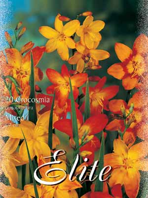 crocosmia_mix Montbretie, Mischung, Crocosmia crocosmiiflora (Art.Nr. 521070)