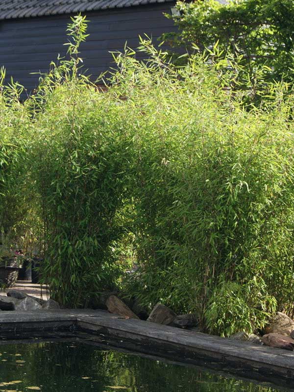 Fargesia Red Zebra am Teich