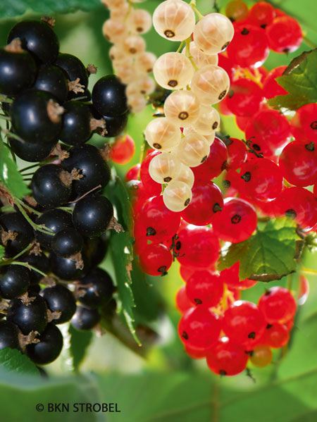 Johannisbeeren Trio 3 Sorten In 1 Pflanze