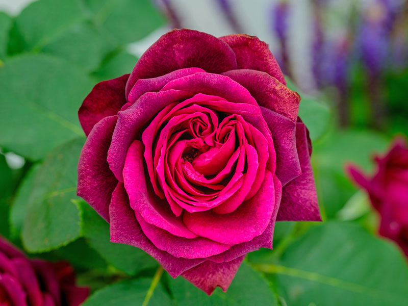 Blüte Rose Gräfin Diana Bluete Rose Graefin Diana