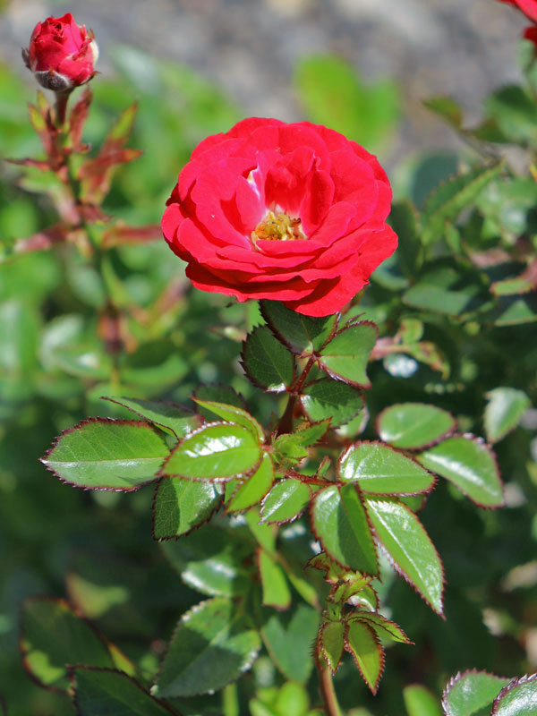 Rose Mandy ® - Kordes Rose Mandy ® - Kordes