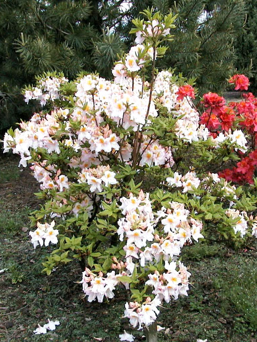 rhododendron-moewe