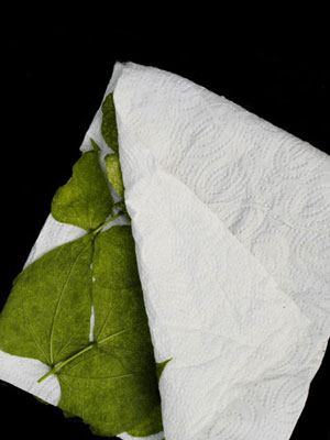 blatt_fuer_raubmilbenversan_80537_1