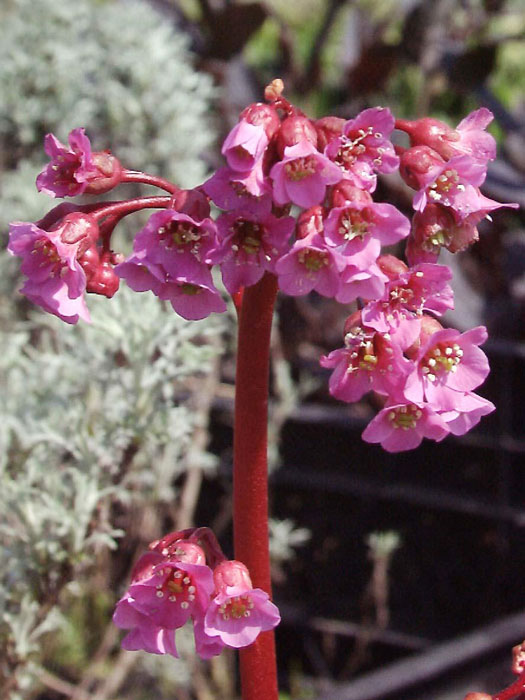 Bergenia cordifolia 'Rotblum', Bergenie, Riesensteinbrech Bergenia cordifolia 'Rotblum', Bergenie, Riesensteinbrech