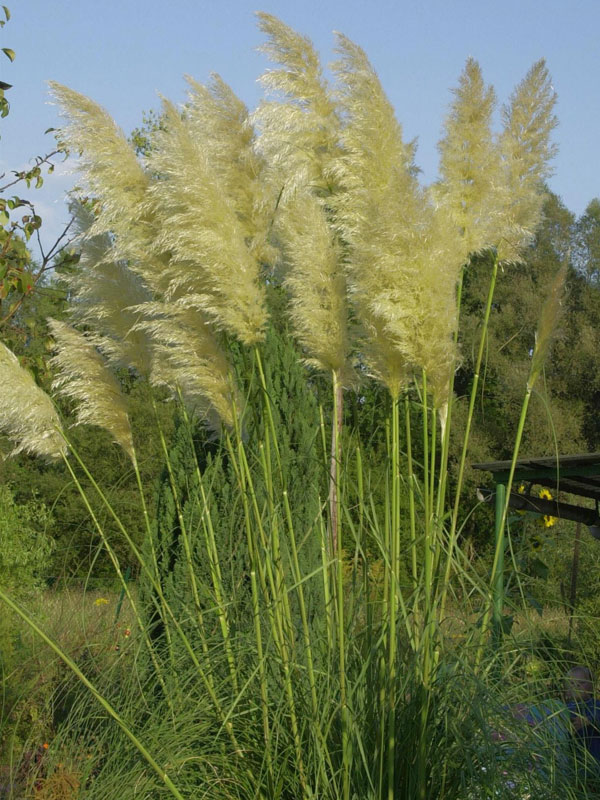 cortaderia sel evita staude