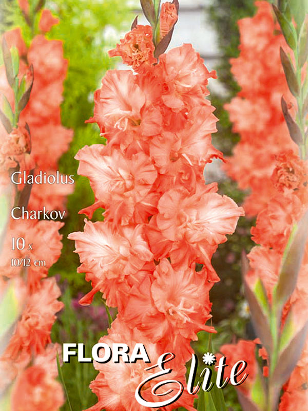 Großblumige Gladiole 'Charkov'
