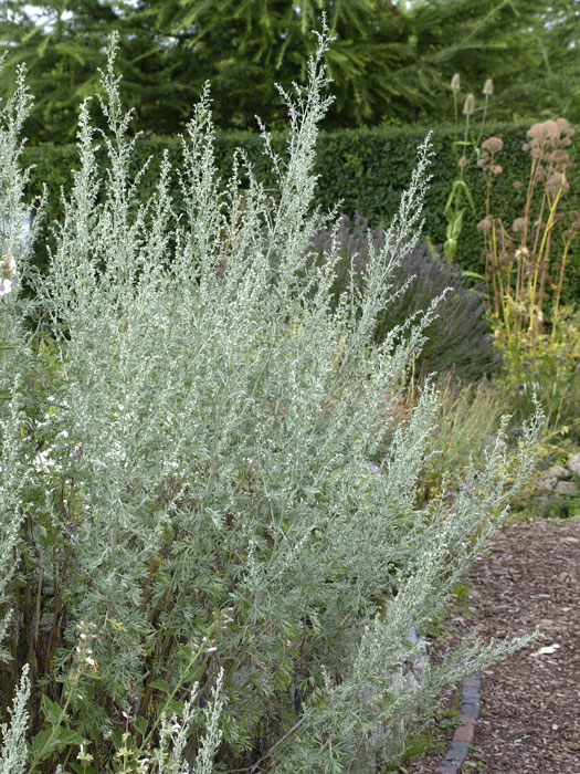 artemisia-absinthium Wermut, Eisenkraut, Absinth, Artemisia absinthium