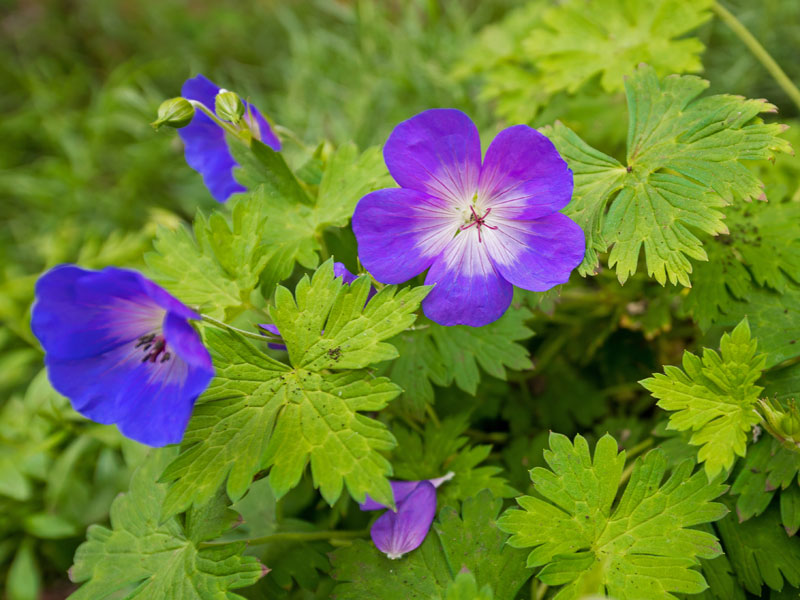 Blüten und Blätter Geranium Rozanne Blueten und Blaetter der Geranium Rozanne aus der Naehe