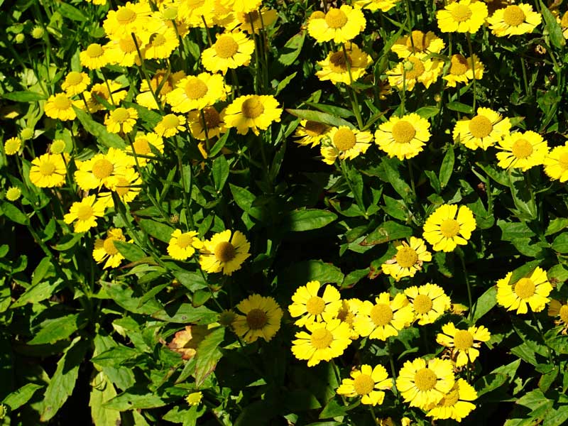 Nahaufnahme von leuchtend gelben Blüten der Garten-Sonnenbraut 'Sombrero'