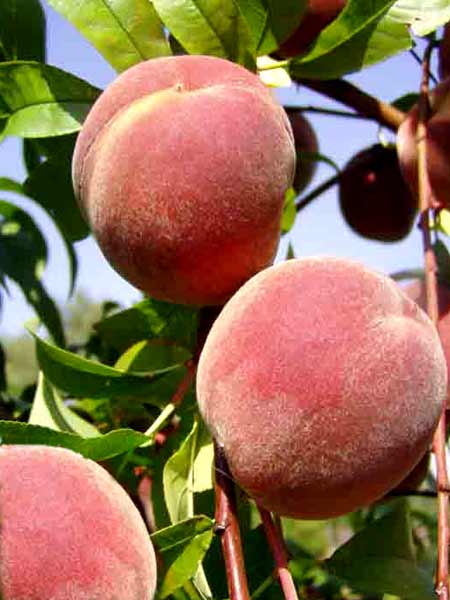 pfirsich_benedicte_j Pfirsich Benedicte