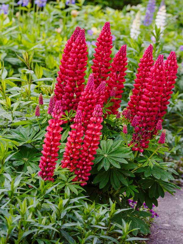 Lupine Nanus Gallery Rot Lupine Nanuas Gallery Rot in einem Beet