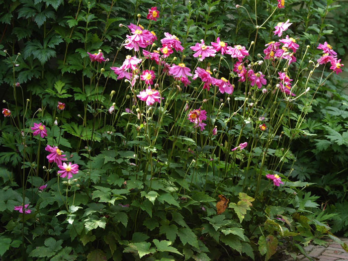 prinz-heinrich-anemone Die Anemone 'Prinz Heinrich' mit ausladendem Wuchs