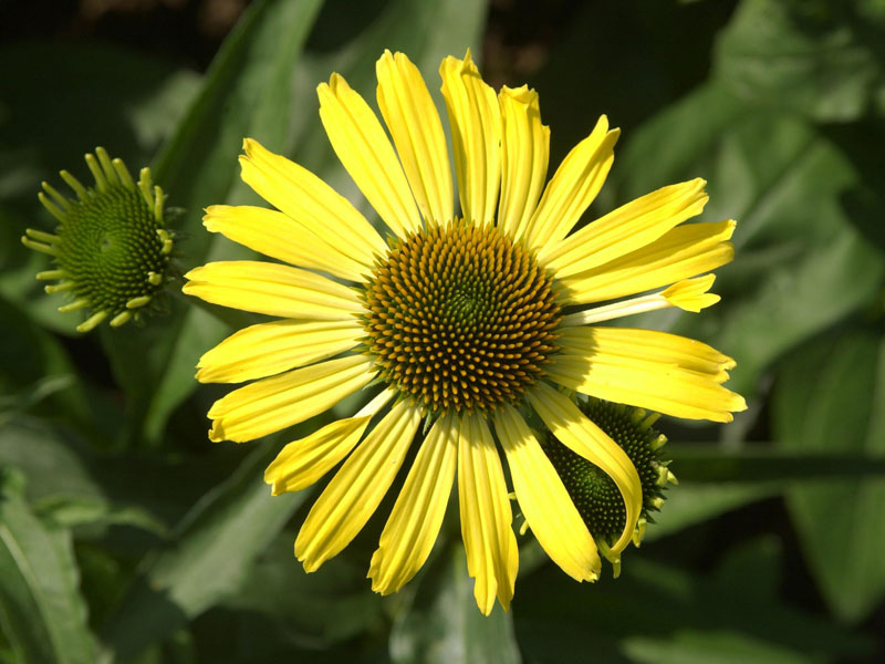 scheinsonnenhut-cleopatra Echinacea purpurea 'Cleopatra', Scheinsonnenhut