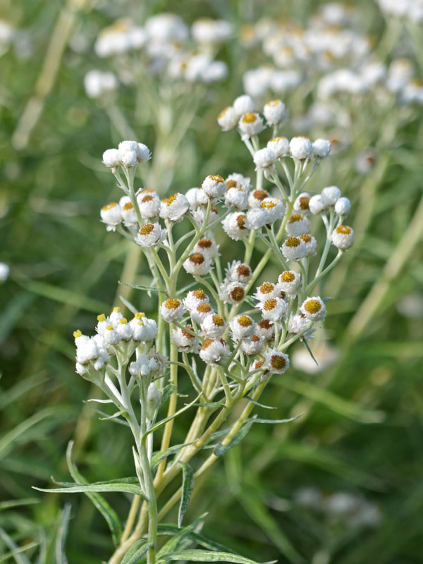 Weisse Bluete der Sommerimmortelle Sommerschnee