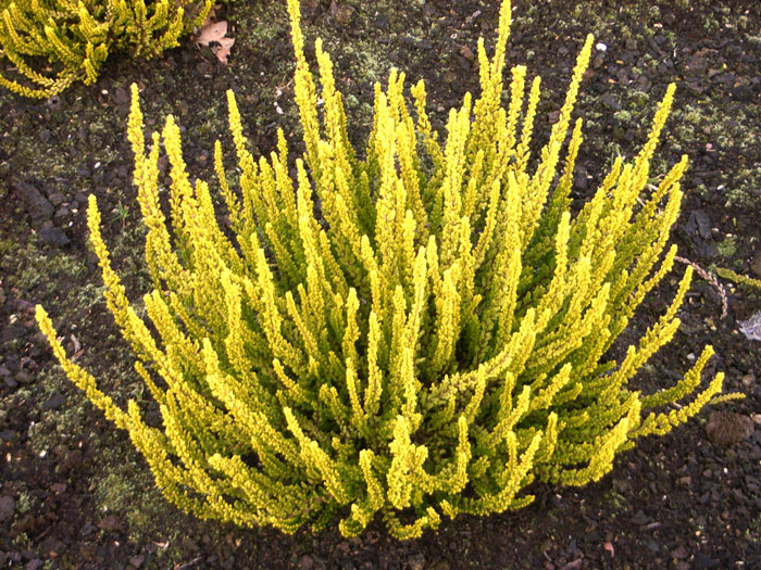 calluna-zeta Die Knospenheide 'Zeta' im Beet