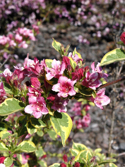 weigela-nana-variegata-blue Buntblättrige Zwergweigelie