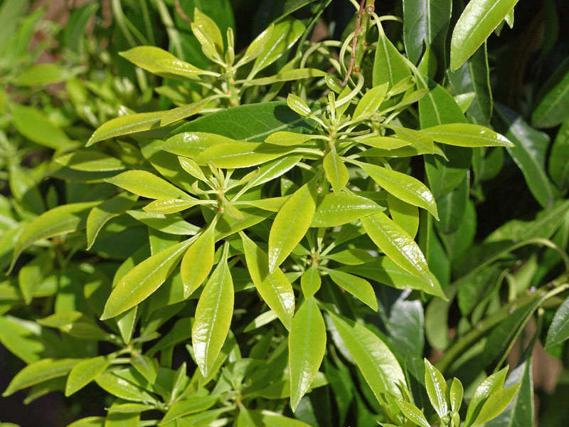 Blaetter der Pieris japonica Valley Valentine