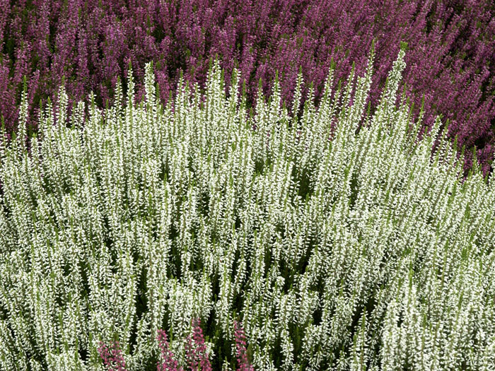 calluna-alicia Die weiße Knospenheide 'Alicia' im Heidebeet